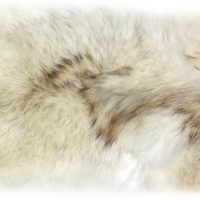 Kojotenfell weiß und weich Rückendetail
