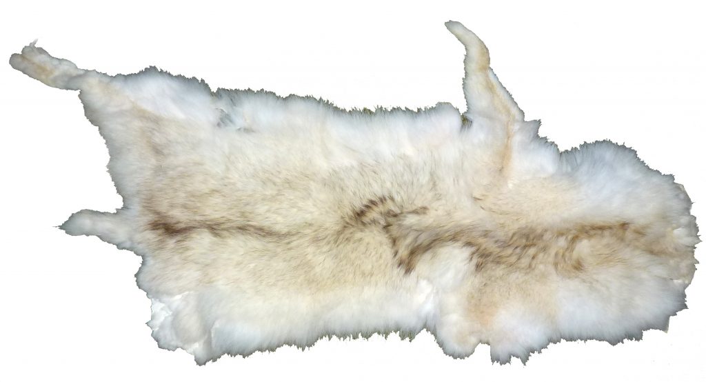 Kojotenfell weiß und weich Fellseite