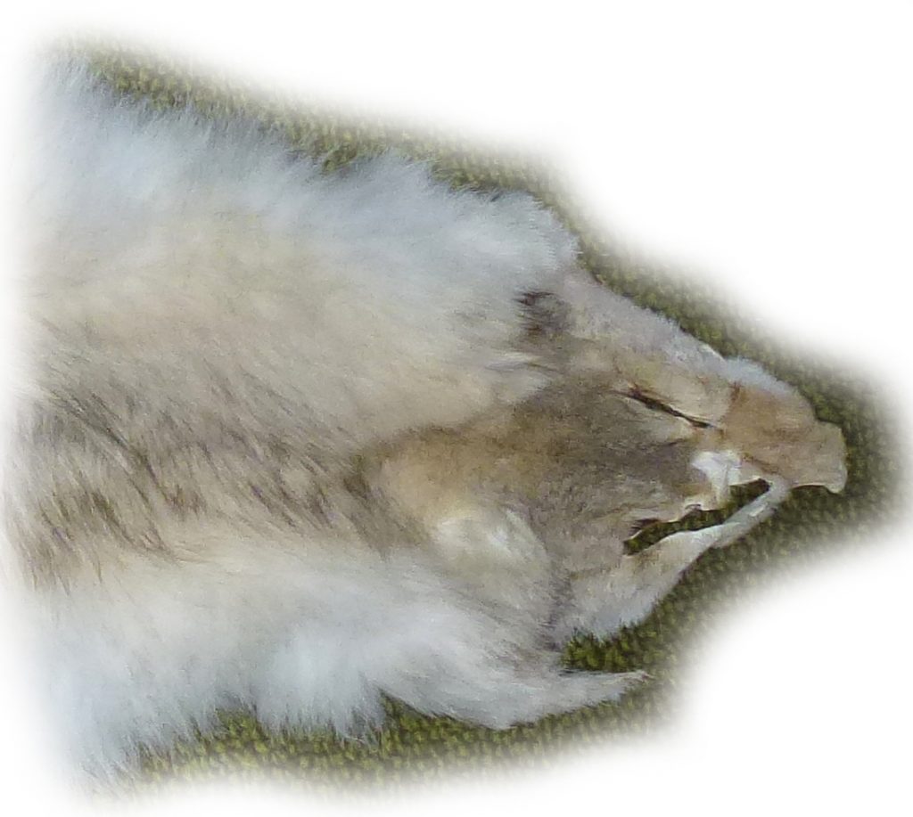 Steppenwolf Kopfdetail