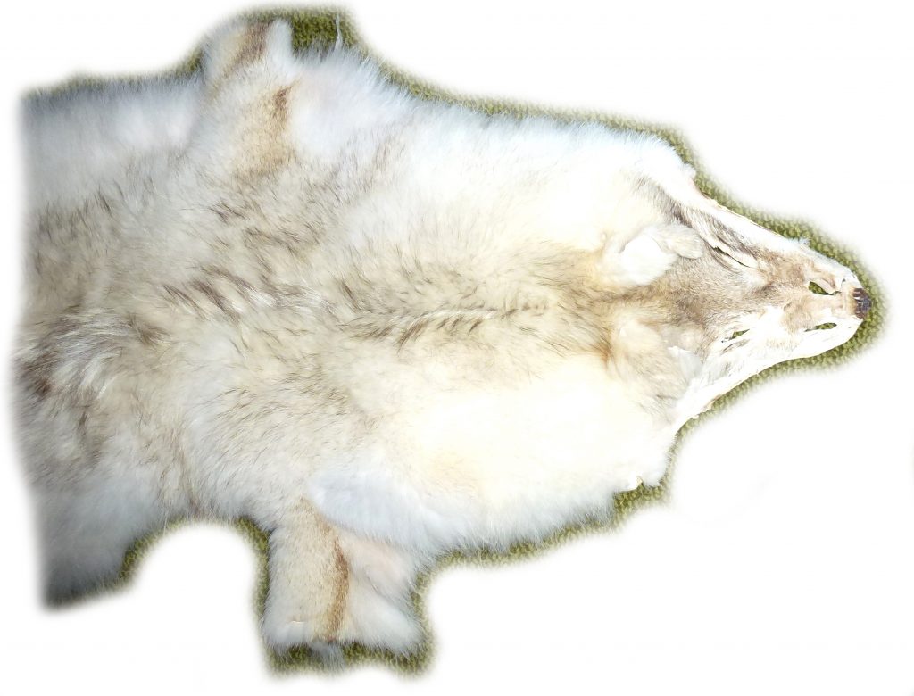 Kojotenfell Kopfdetail 