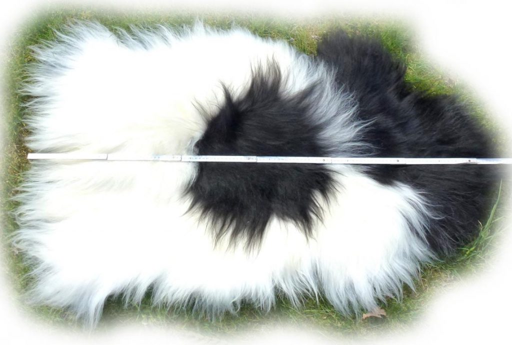  Islandschaffell Weiß mit schwarzen Partien Optische Gesamtlänge