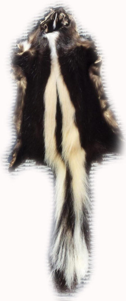 200901 Skunk 87 cm Gesamtansicht h