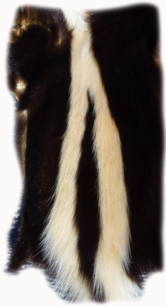 200902 Skunk Rückenzeichnung
