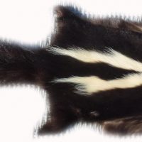 200903 Skunk Gesamtansicht