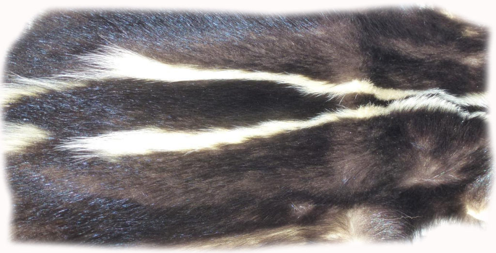 200905 Skunk Rückenzeichnung
