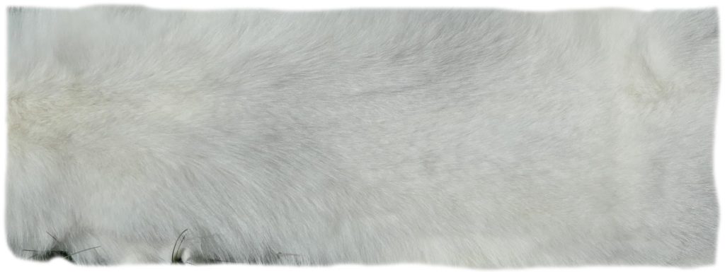 200912 Shadowfuchs Rückendetail