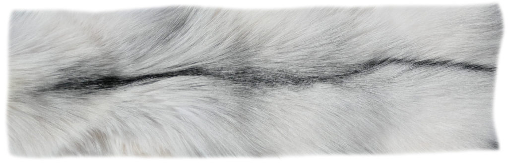 200916 Arctic Marble Fuchs 137 cm Rückendetail