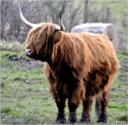 Highland Cattle