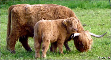 Highland Cattle