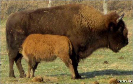 Bisonkuh mit Kalb