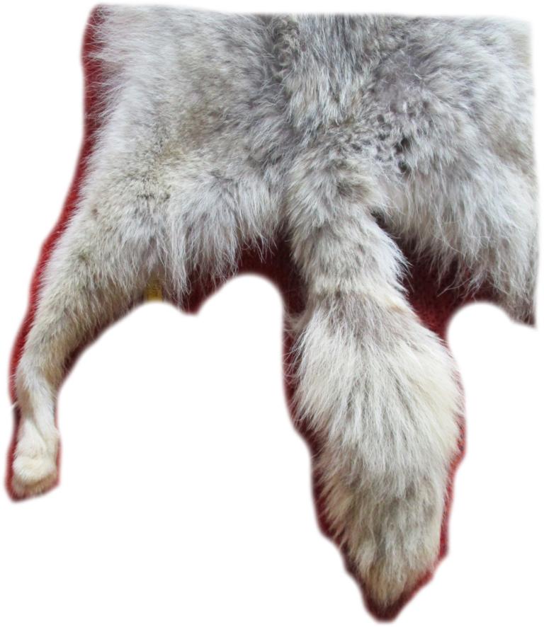 Kojotenfell Schweif