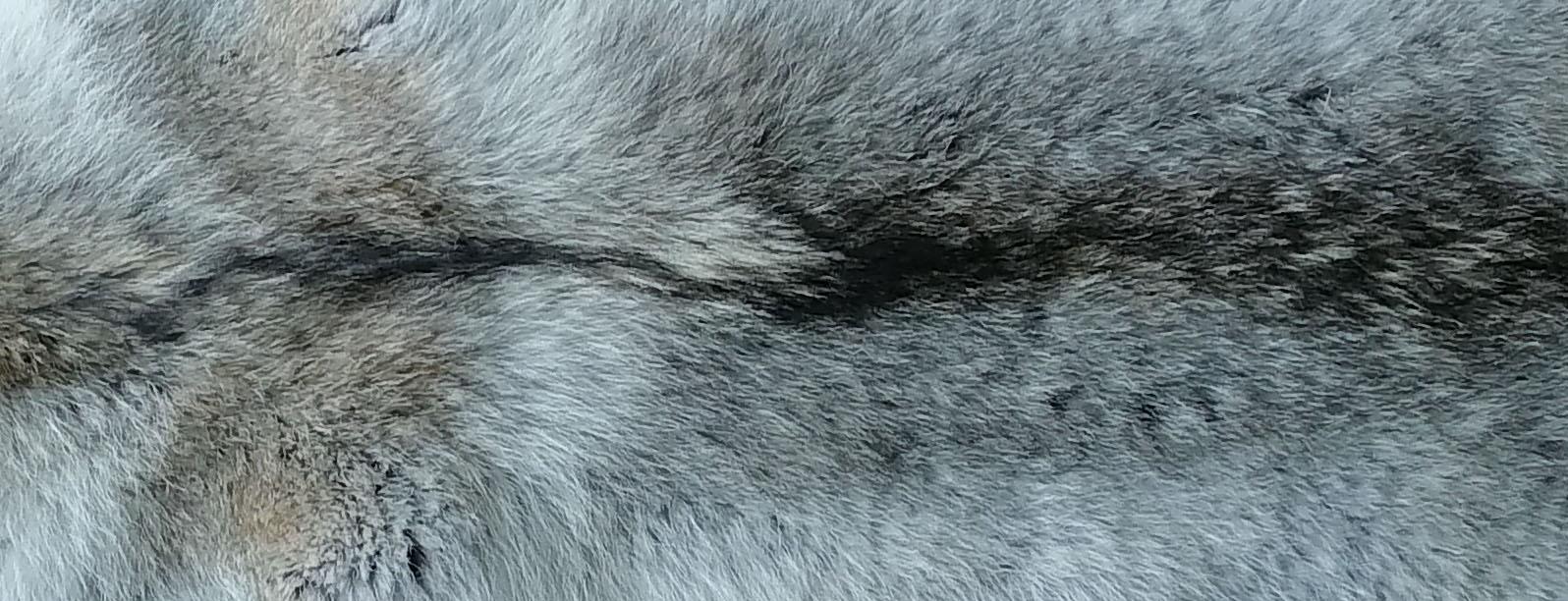 221101 Kojotenfell Detail