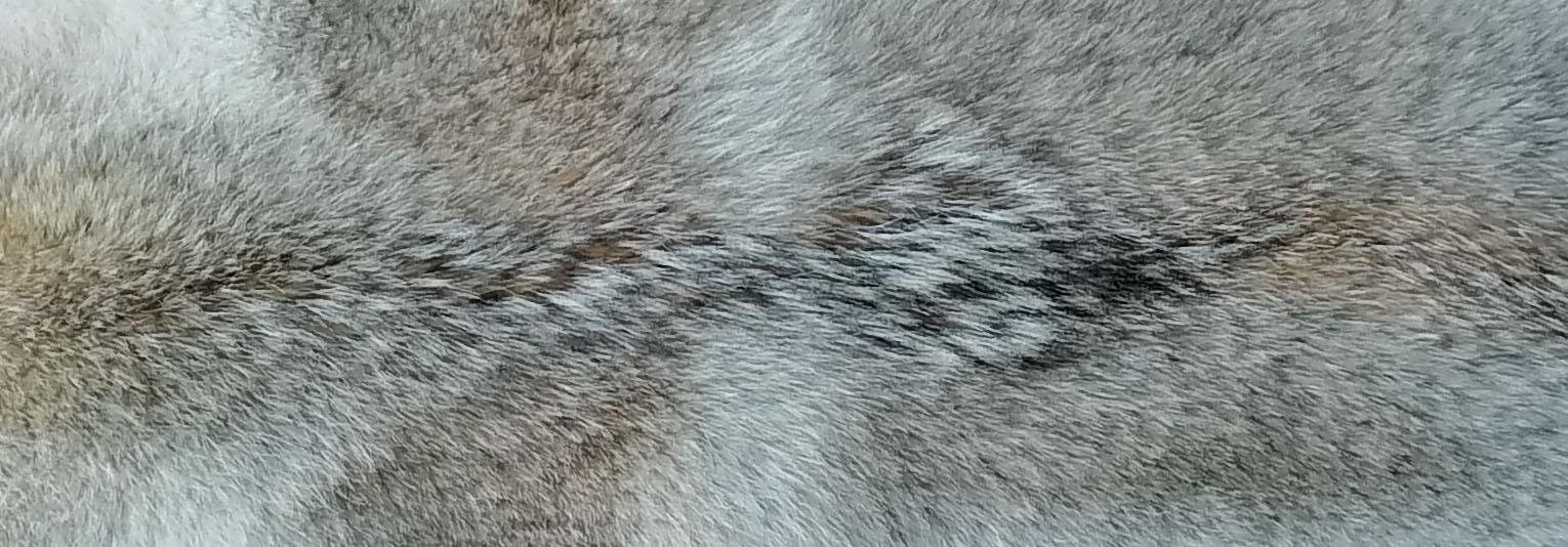 221102 Kojotenfell Detail l