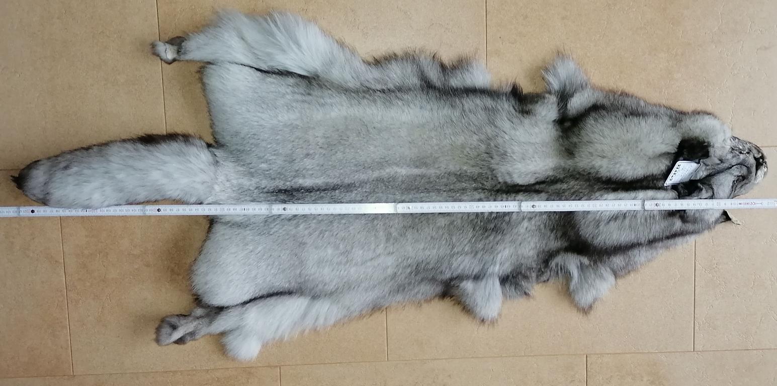 221109 Blaufuchs dark