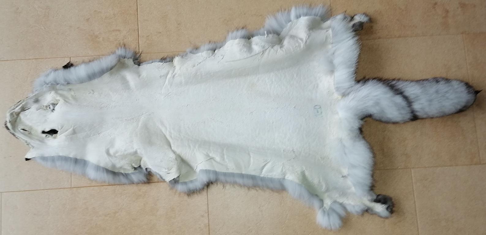 221109 Blaufuchs dark