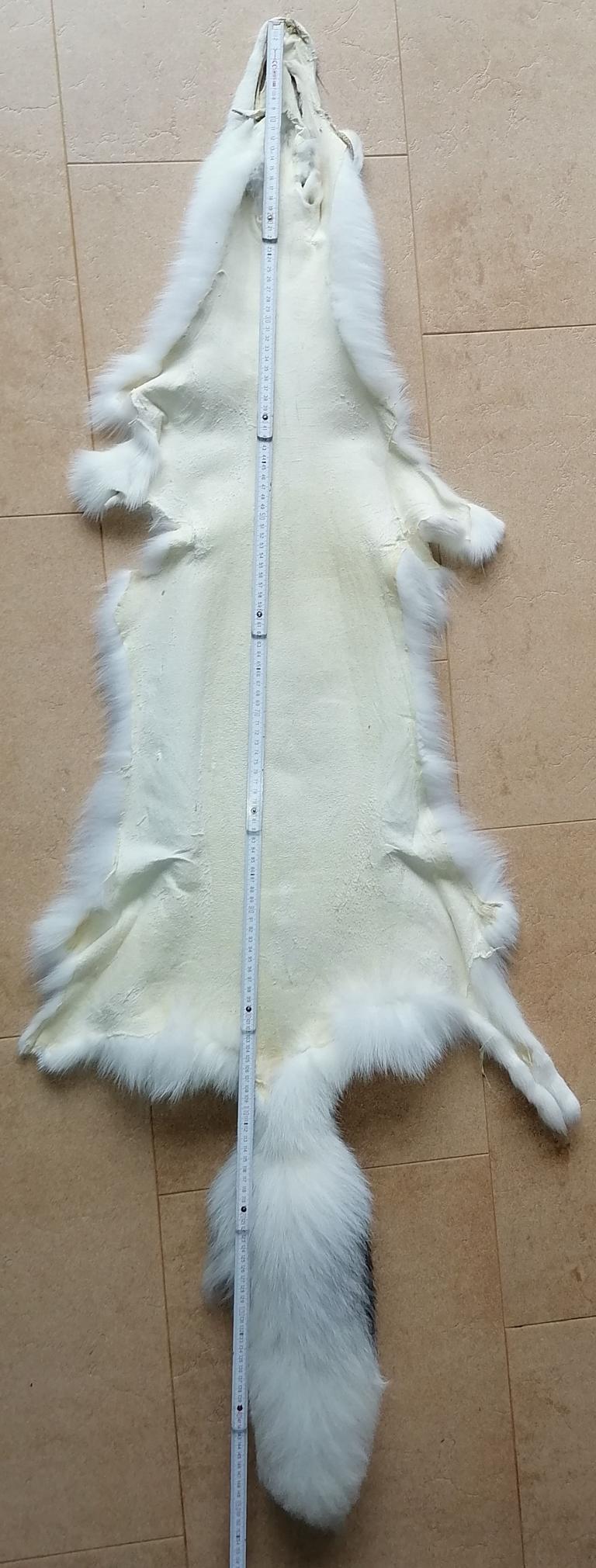 221110 Arctic Marble Fox