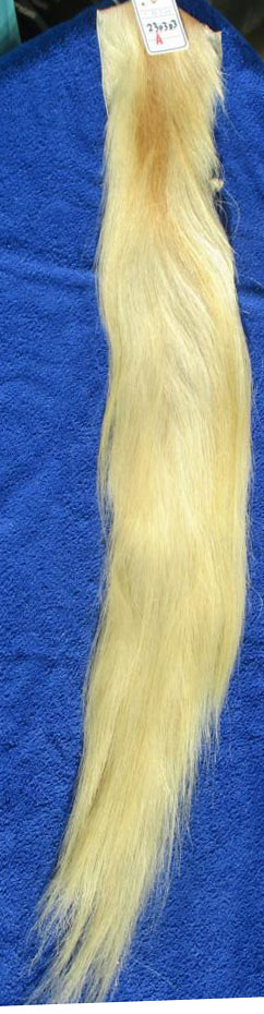 230303 105 cm Weißblond 230303 105 cm Weißblond