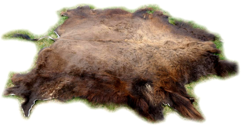 Bisonfell Gesamtansicht Bisonfell Gesamtansicht von der Seite