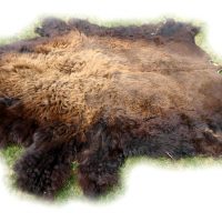Bisonfell Bulle Ansicht von der Seite