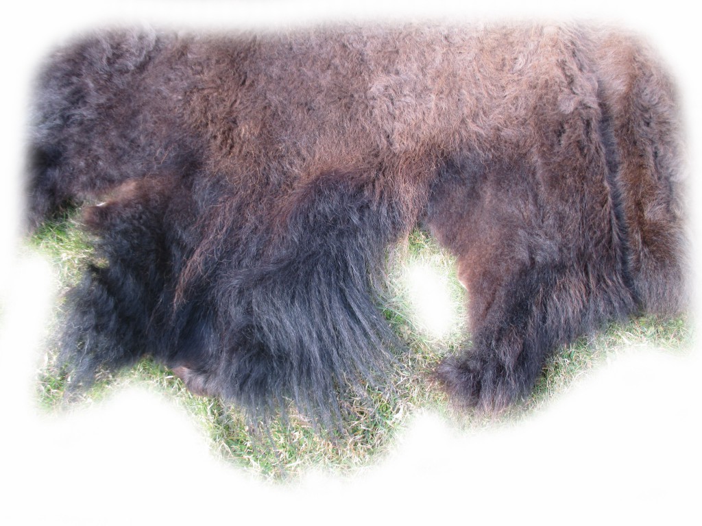 Bisonfell Jährling Detail freigestellt