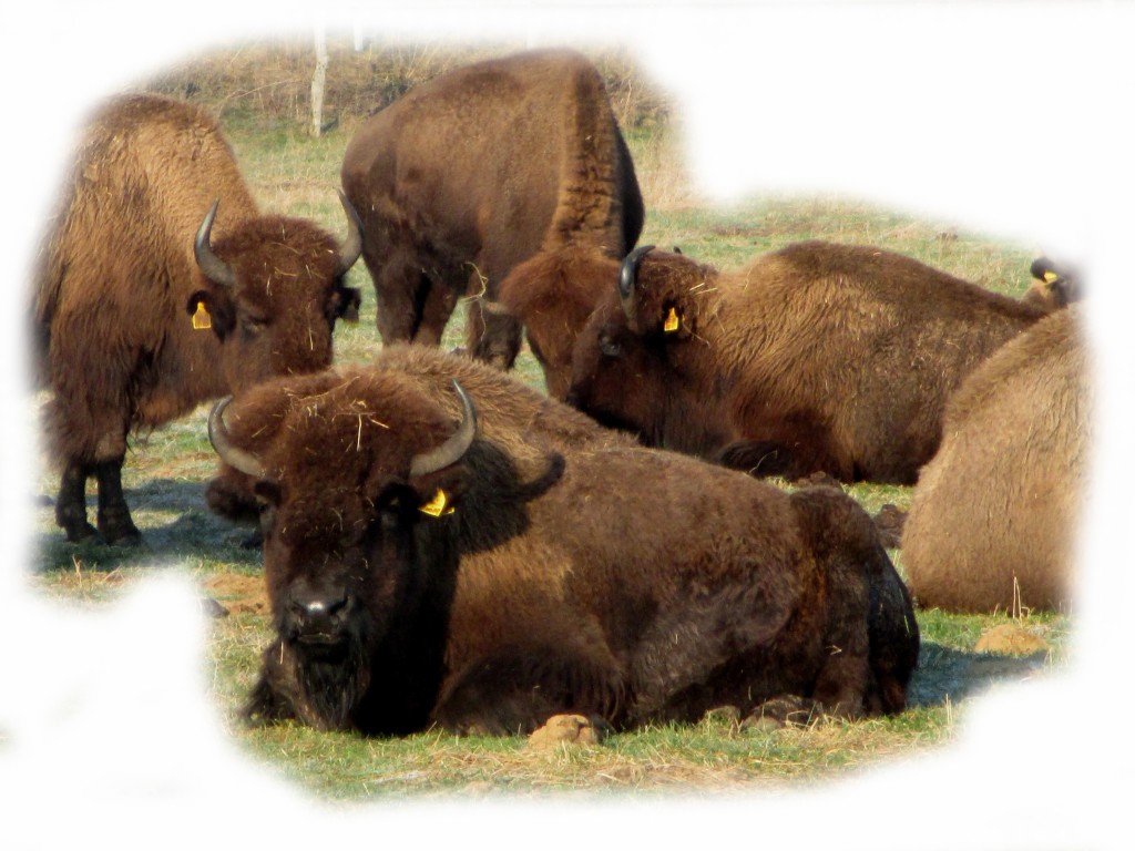 Bisonherde freigestellt