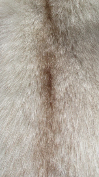 Blaufuchsfell-Farbdetail