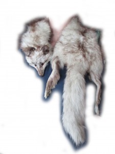 Blaufuchsstola 2 Gesamtansicht Blaufuchsstola 2