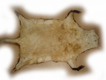 Dachsfell 14014 - Image 2