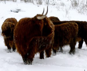 Highland Cattle im Winter