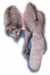 Polarfuchsstola hellbraun Gesamtansicht am Körper Polarfuchsstola hellbraun Gesamtansicht am Körper