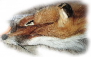 Rotfuchsfell Gesichtchen Rotfuchsfell Gesichtchen