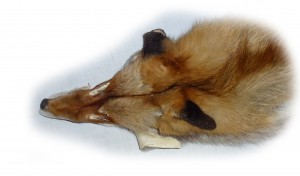 Rotfuchs Kopfdetail Rotfuchs Kopfdetail