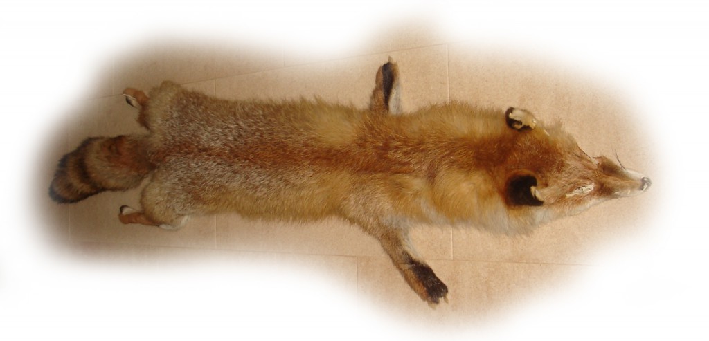 Rotfuchs im Schlauch Rotfuchs im Schlauch