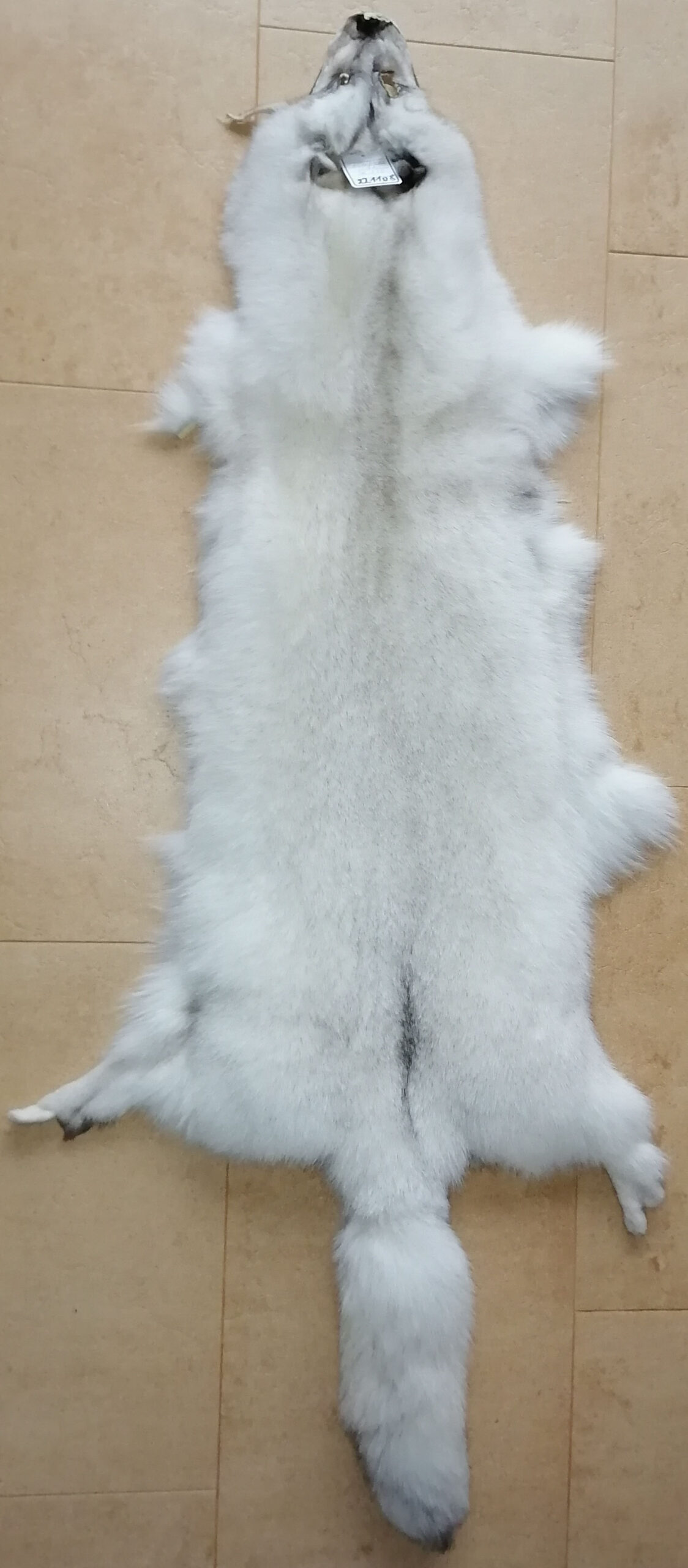 221108-Blaufuchs 