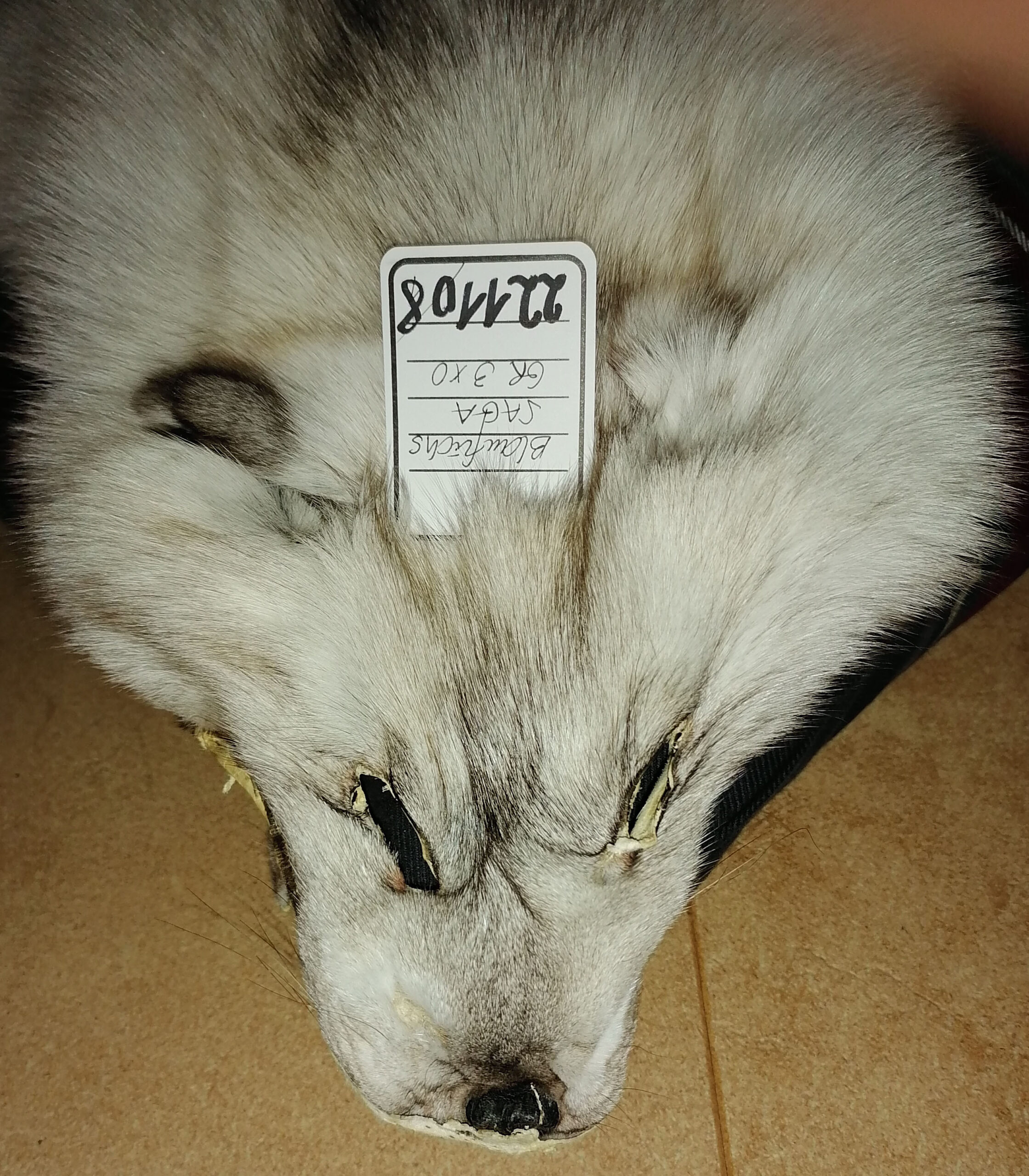 221108 Blaufuchs 