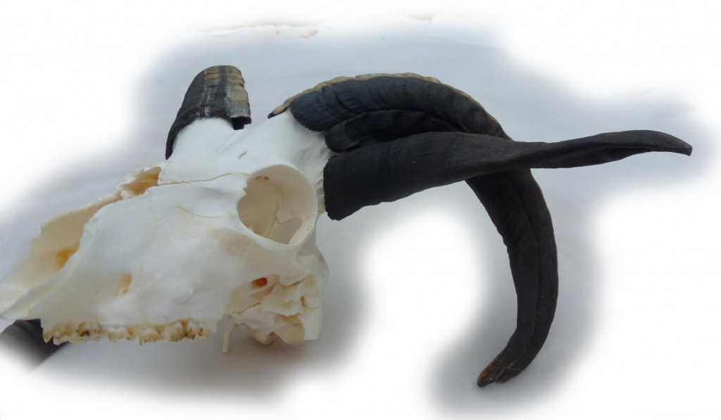 Abnormer Schädel eines Vierhornschafes Abnormer Schädel vom Vierhornschaf 04